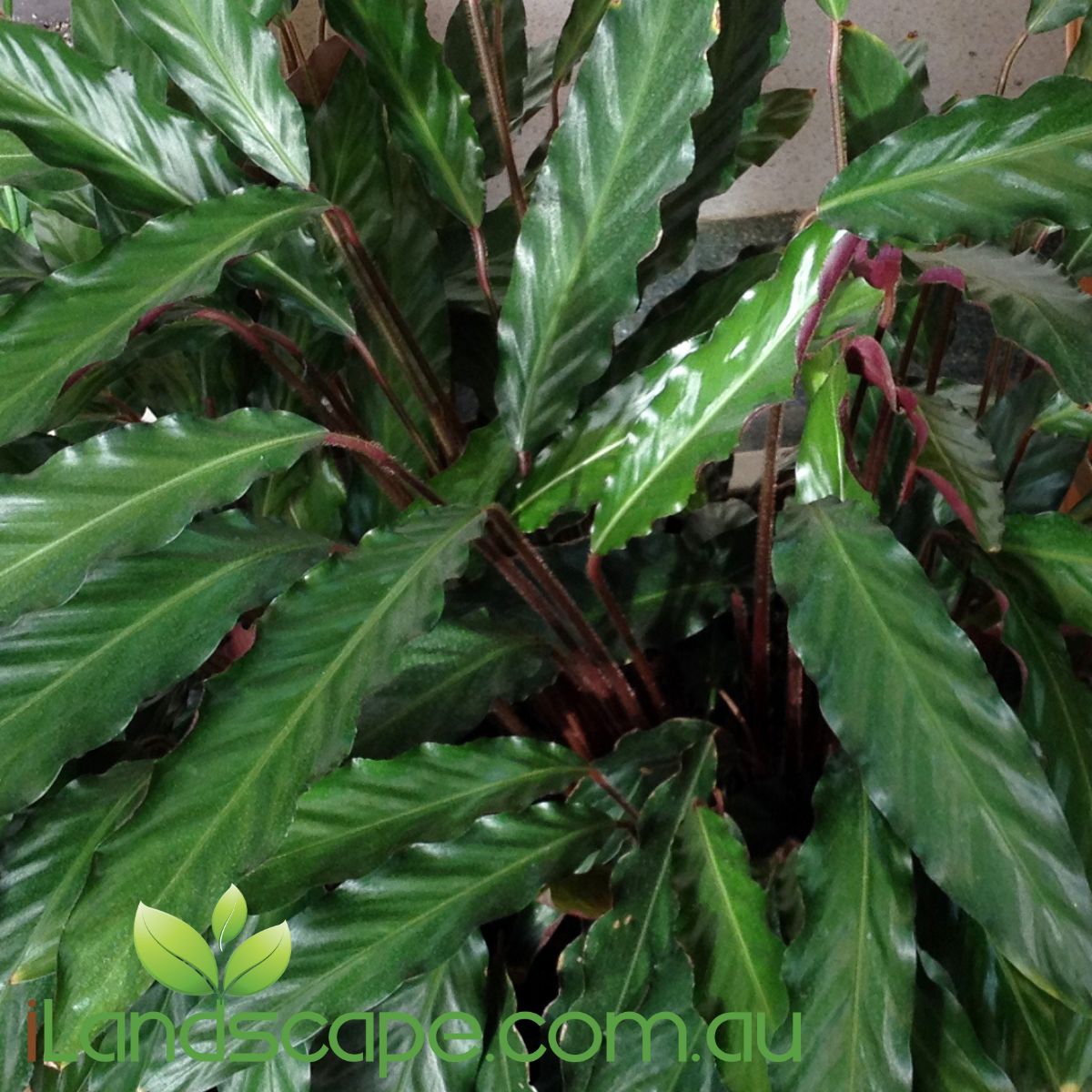 Calathea rufibarba also known as the furry feather or velvet calathea. it is a native to brazil and is most commonly grown as an indoor plant. the plants common name is due to its fuzzy, fury like under leaf texture. 