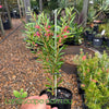 Callistemon Candy Pink with soft pink bottlebrush flowers in an Australian garden