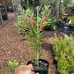 Callistemon Candy Pink with soft pink bottlebrush flowers in an Australian garden