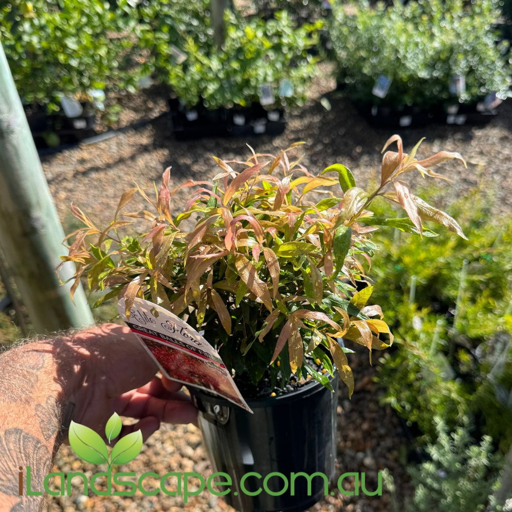 Callistemon ‘Great Balls of Fire’ – Compact Red Foliage Bottlebrush ...