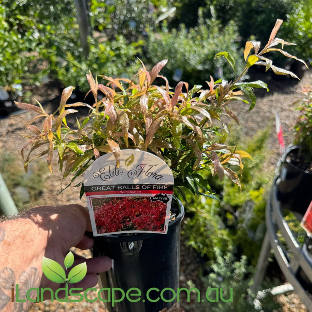 Callistemon ‘Great Balls of Fire’ – Compact Red Foliage Bottlebrush ...