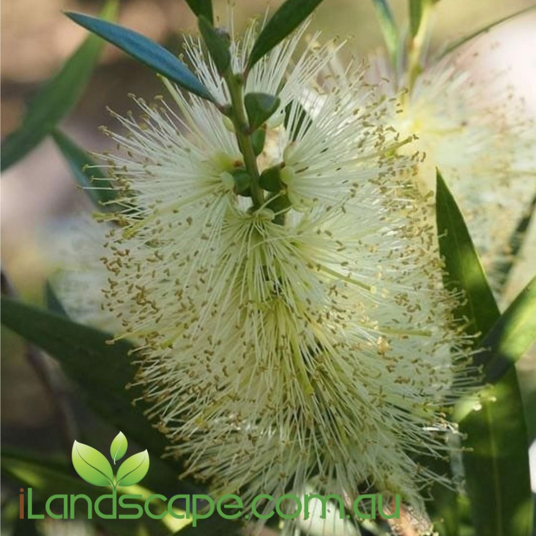 Callistemon Icy Burst