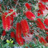 Callistemon Kings Park Special
