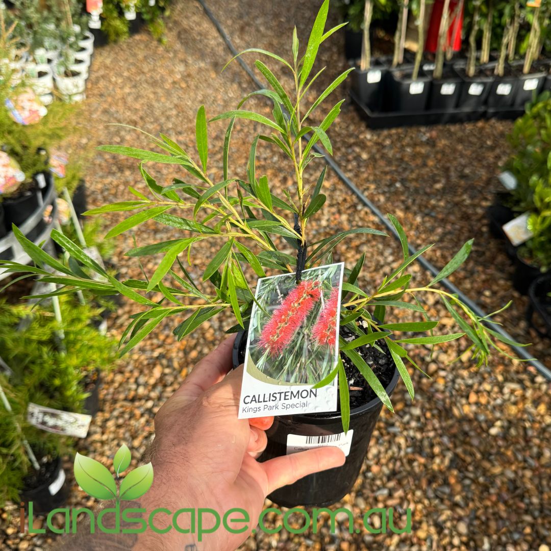 Callistemon Kings Park Special