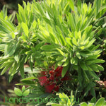 Callistemon ‘Little Caroline’ PBR with bright red bottlebrush flowers and compact green foliage
