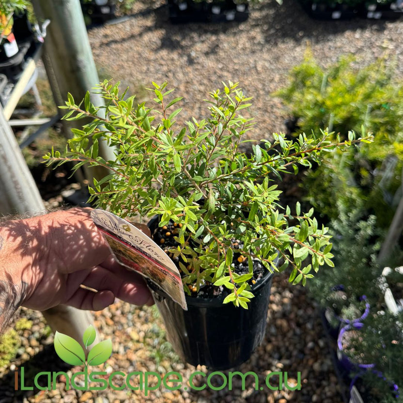 Compacted Native All-Time Favourite Compact Natives for Small Hedges, Borders and Topia ...