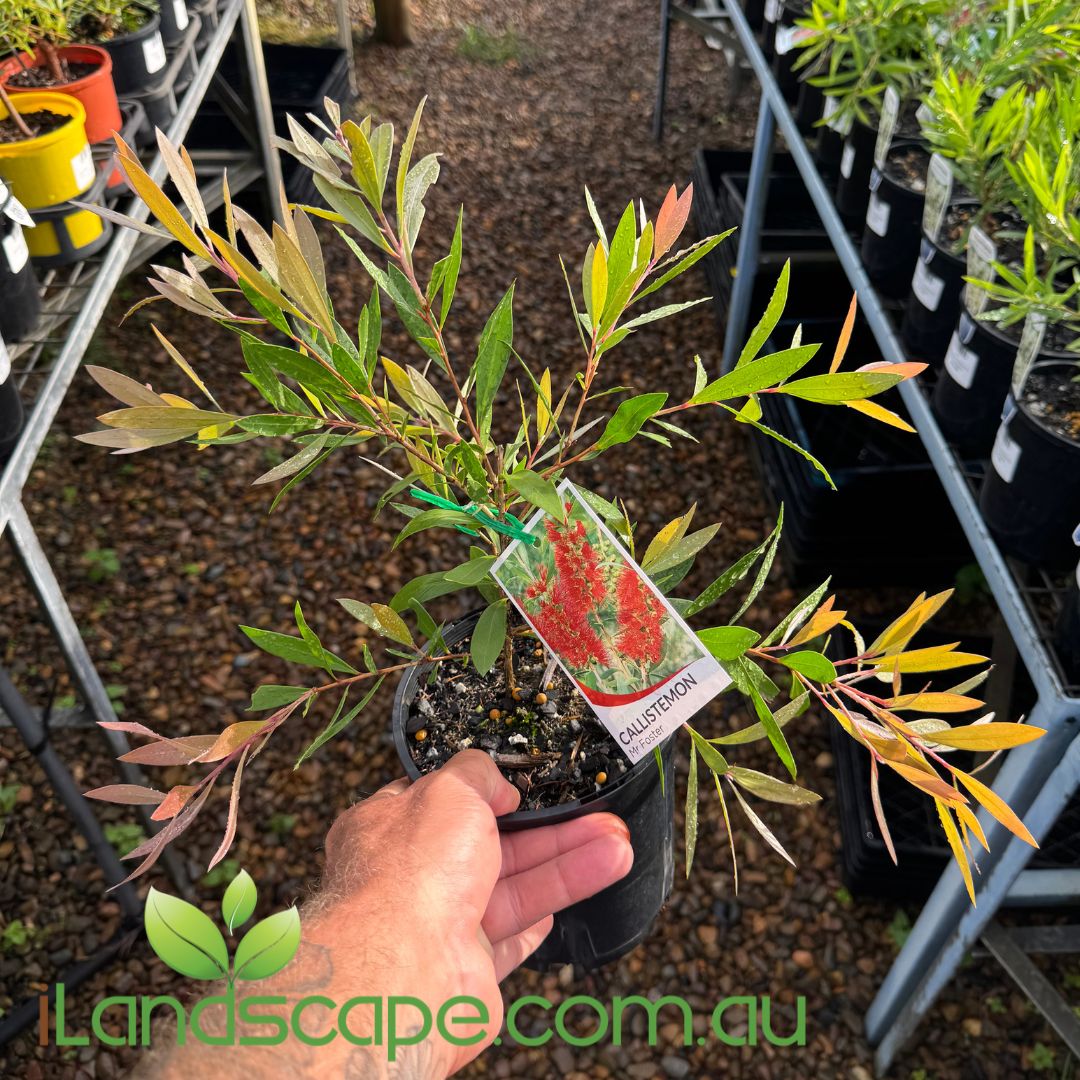 Callistemon Mr Foster