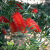 Callistemon Mr Foster