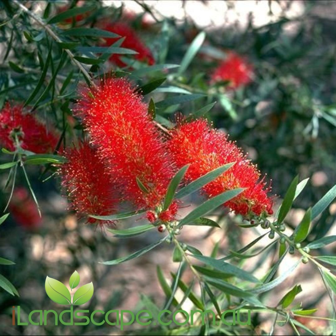 Callistemon Mr Foster