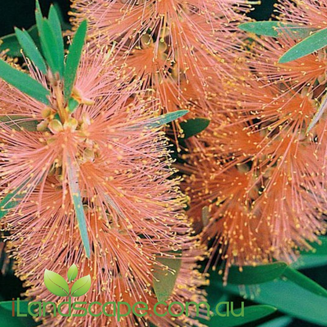 Callistemon ‘Tangerine Dream’ with vivid orange bottlebrush flowers and green foliage