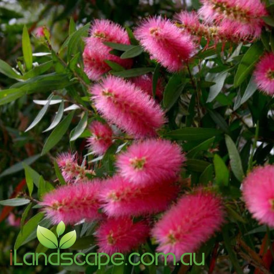 Callistemon Taree Pink