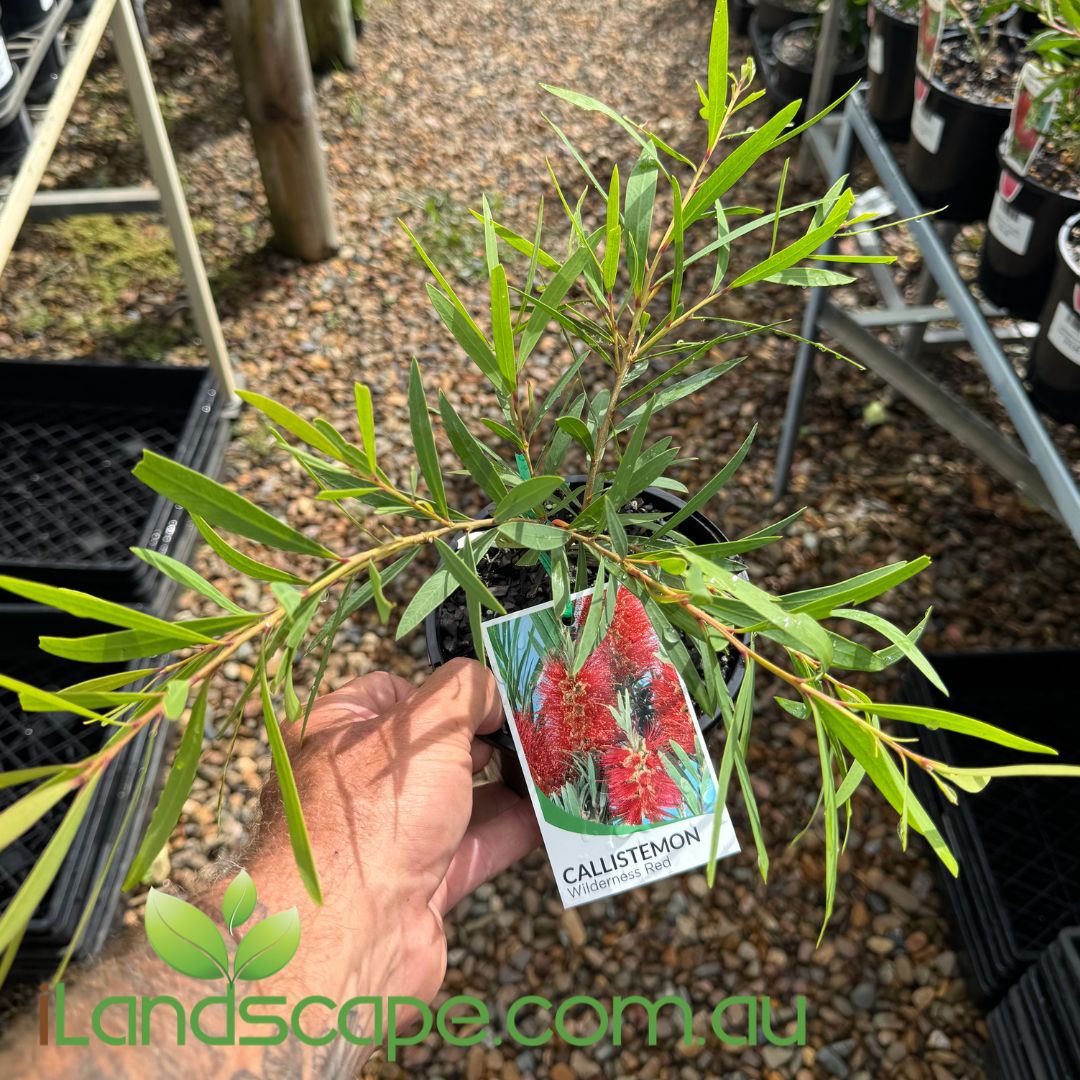 Callistemon Wilderness Red