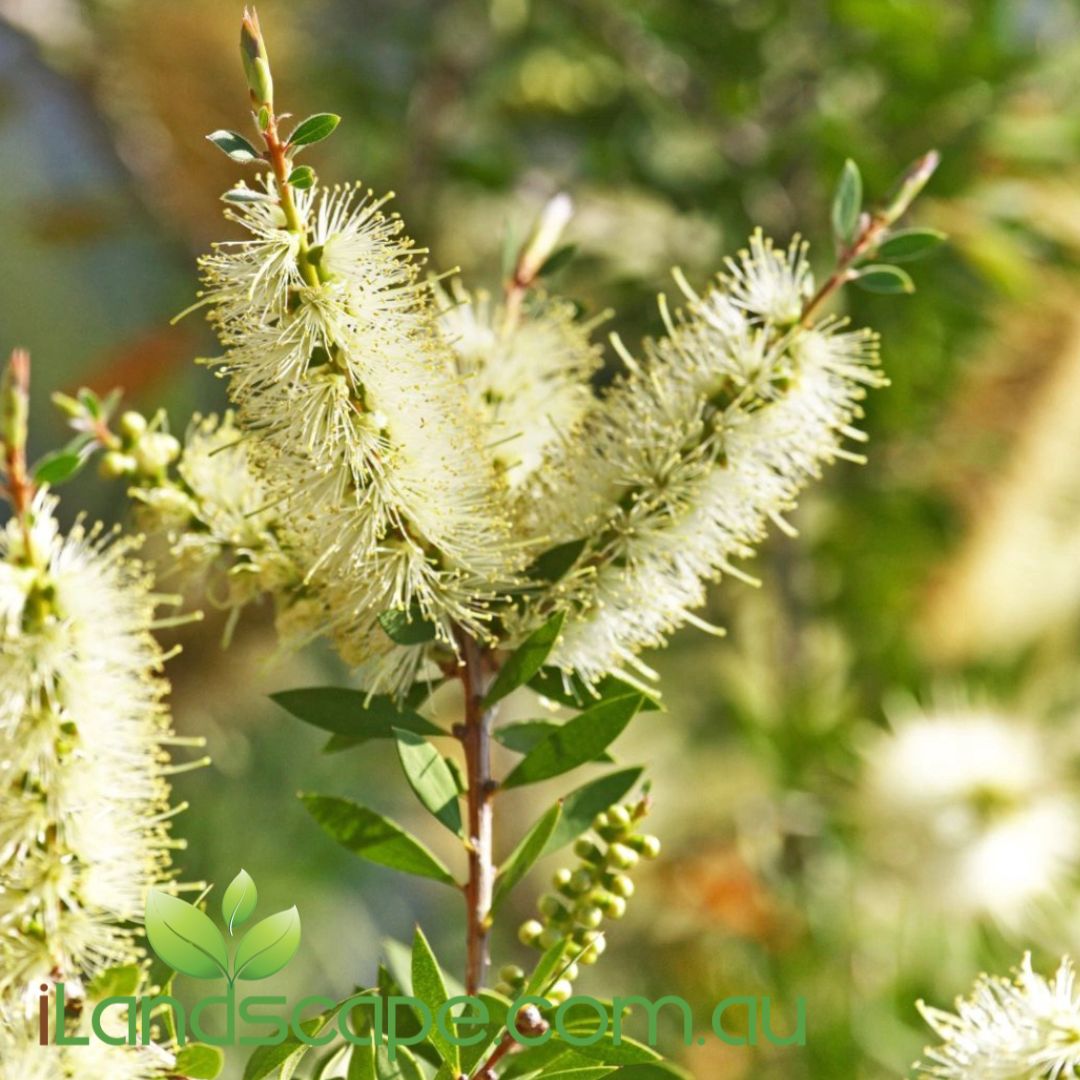 Callistemon ‘Wilderness White’ with crisp white bottlebrush flowers and green foliage