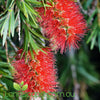 Callistemon Wilderness Red