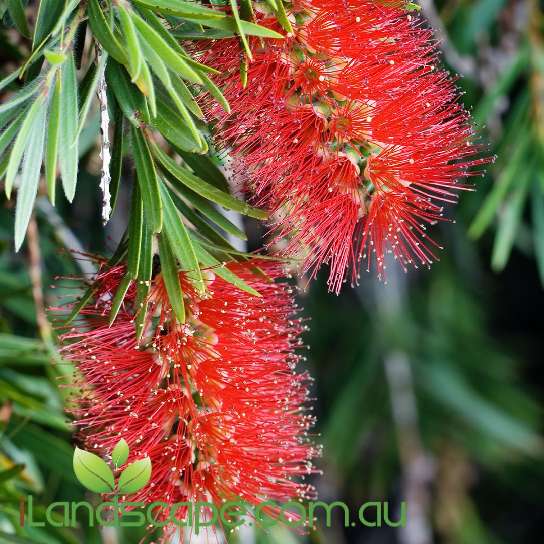 Callistemon Wilderness Red