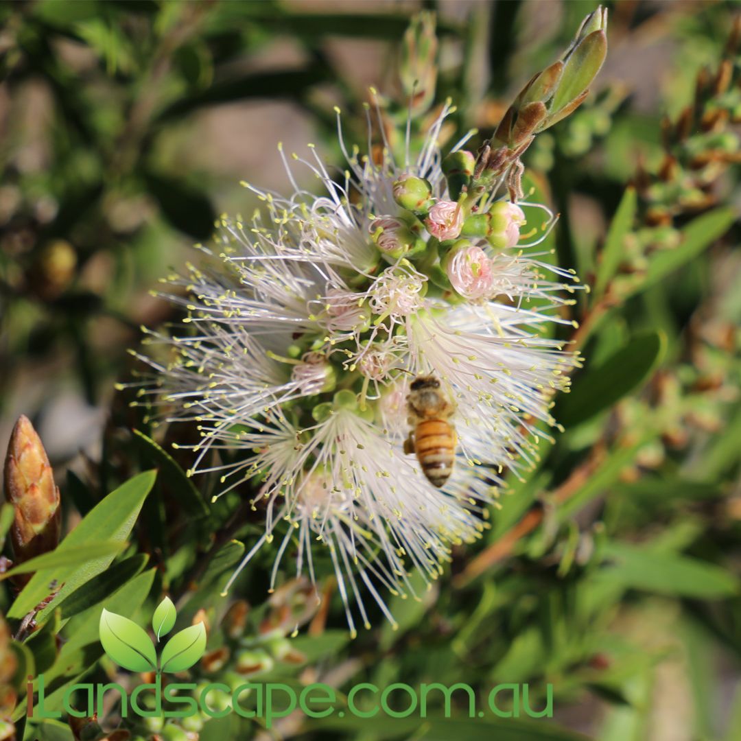Callistemon (CNU07) Snow Burst™