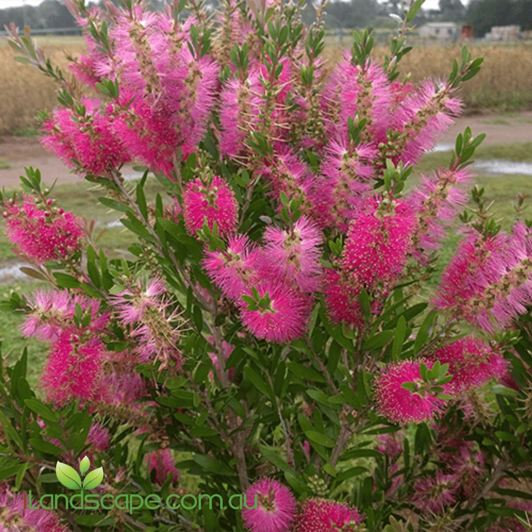 Callistemon Fluro Burst™ with fluorescent lime-green new growth and bright pink bottlebrush flowers growing in a Sunshine Coast garden.