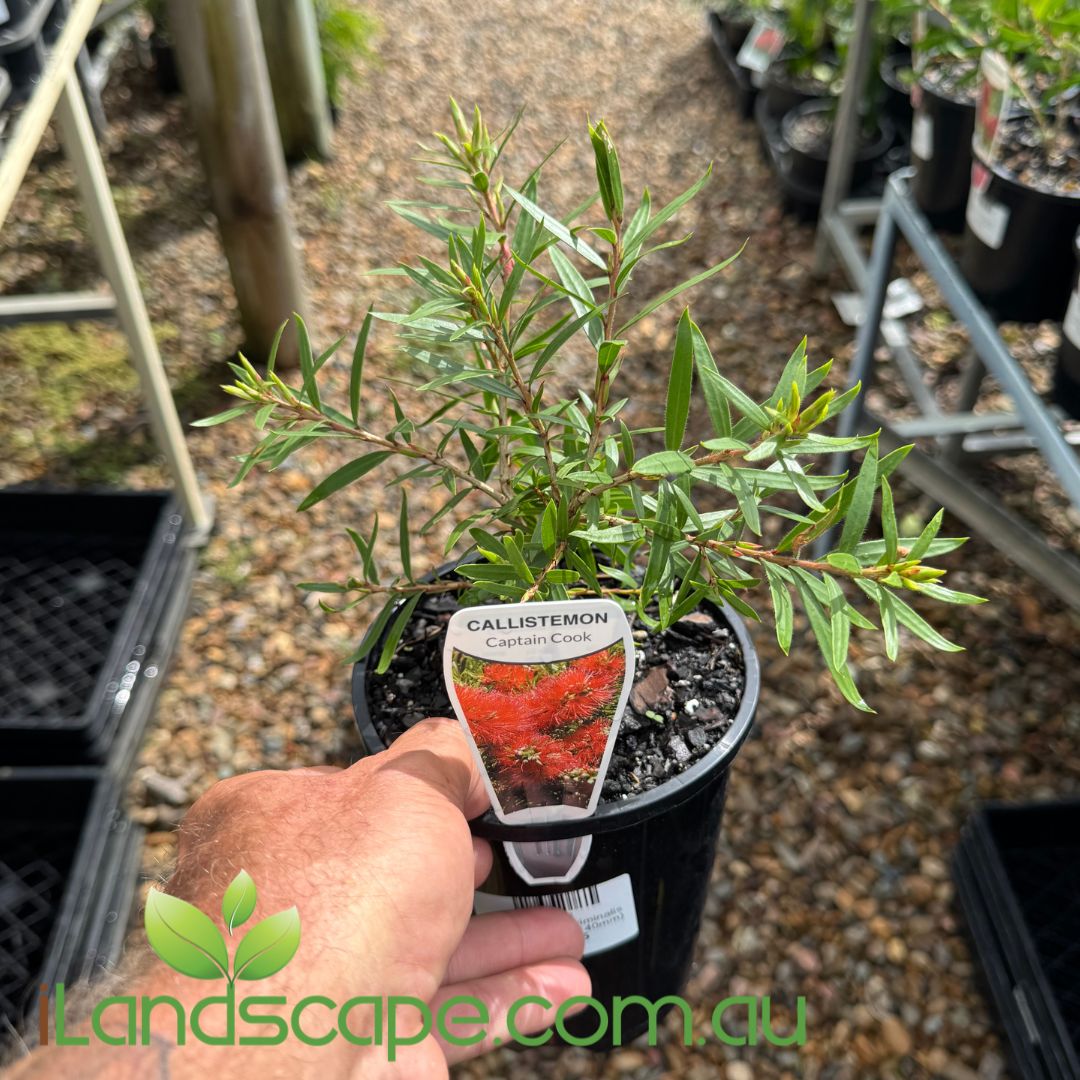 Callistemon viminalis Captain Cook