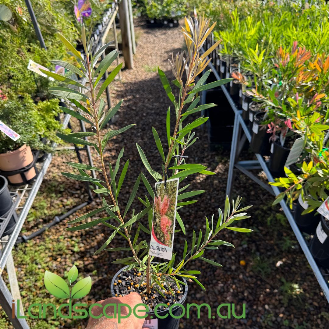 Callistemon viminalis Pink Champagne