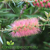 Callistemon viminalis Pink Champagne
