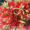 Callistemon SLIM™ narrow bottlebrush with vibrant red flowers growing as a privacy screen in a Sunshine Coast garden.