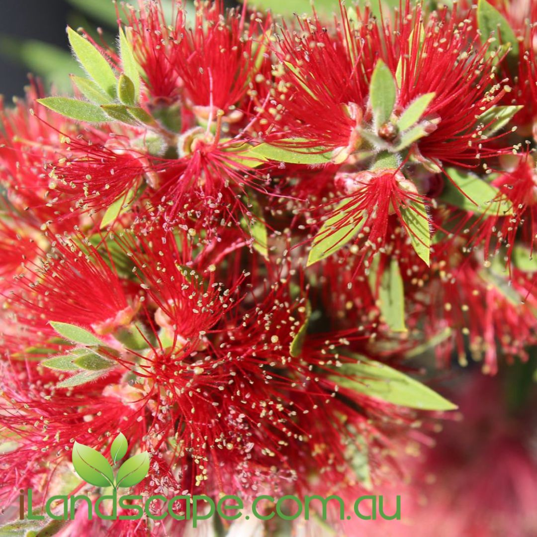 Callistemon SLIM™ narrow bottlebrush with vibrant red flowers growing as a privacy screen in a Sunshine Coast garden.