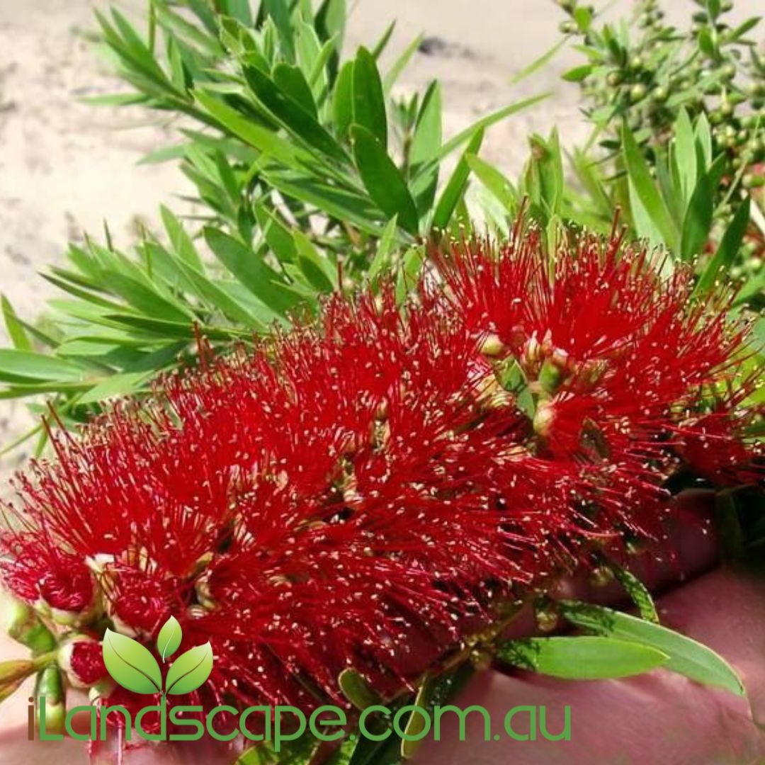 Callistemon MACARTHUR™ with vibrant red bottlebrush flowers growing as a compact shrub in a Sunshine Coast garden.