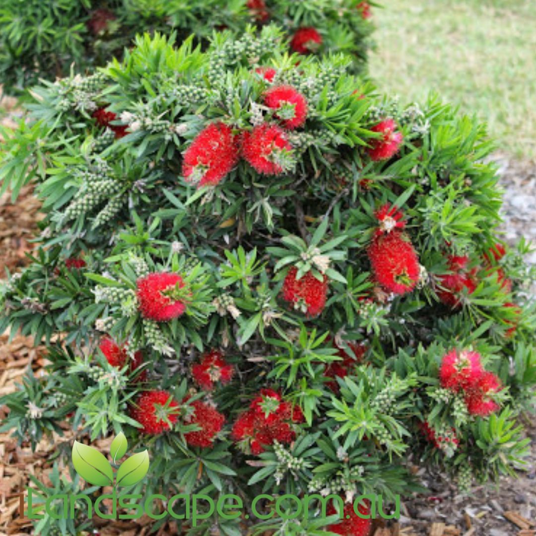 Callistemon Green John™ with bright red bottlebrush flowers and compact green foliage
