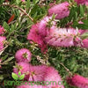 Callistemon viminalis 'Pink Alma'