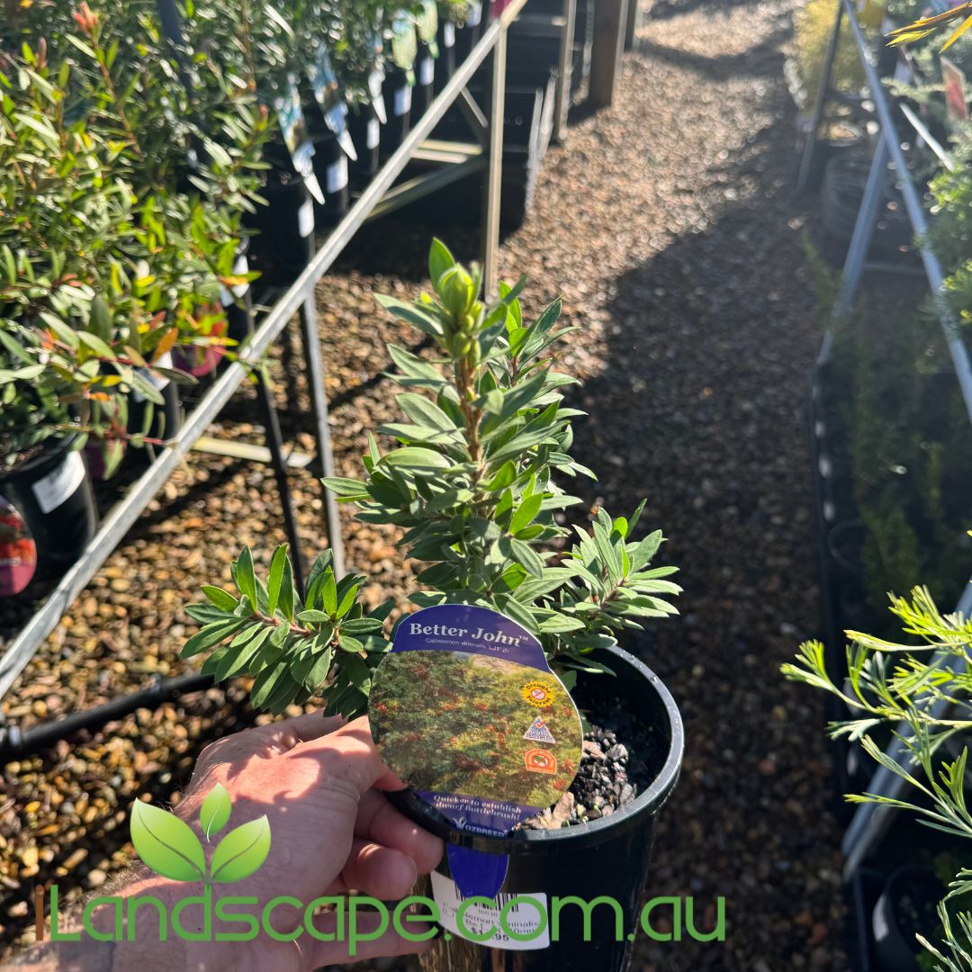 Callistemon viminalis (LJ1) Better John™