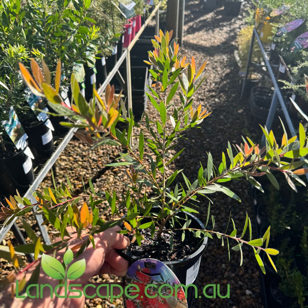 Callistemon 'Firebrand'