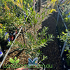 Callistemon viminalis (CV01) SLIM™