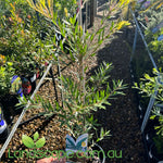 Callistemon viminalis (CV01) SLIM™
