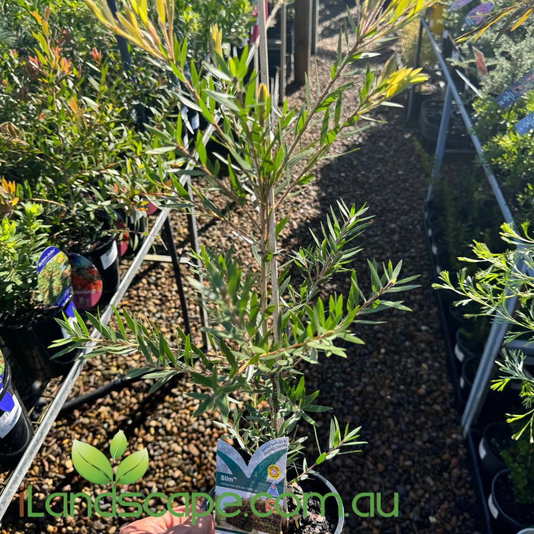 Callistemon viminalis (CV01) SLIM™