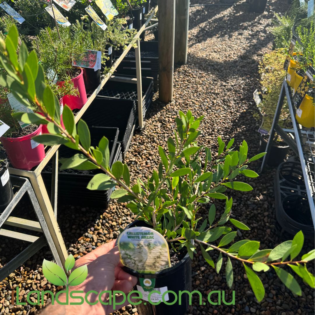 Callistemon White Anzac