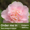 Camellia Japonica Ardoch