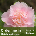 Camellia Japonica Ardoch