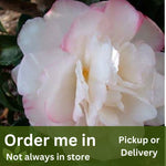 Camellia sasanqua Pure Silk
