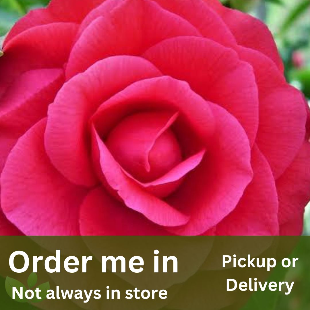 Camellia japonica Red Red Rose