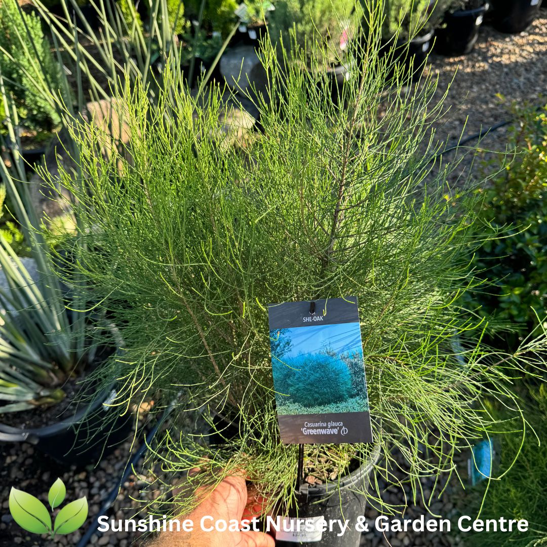 Casuarina Glauca 'Green Wave'