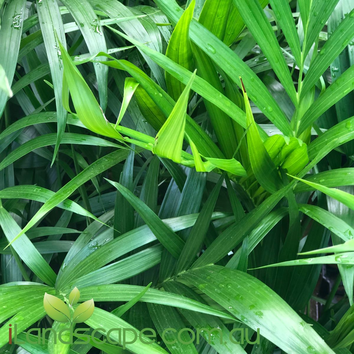 Chamaedorea Atrovirens commonly known as Cascade palm make an excellent indoor plant as well as a great filler in a tropical garden. Can tolerate Full sun however grows best in part shade to shade areas