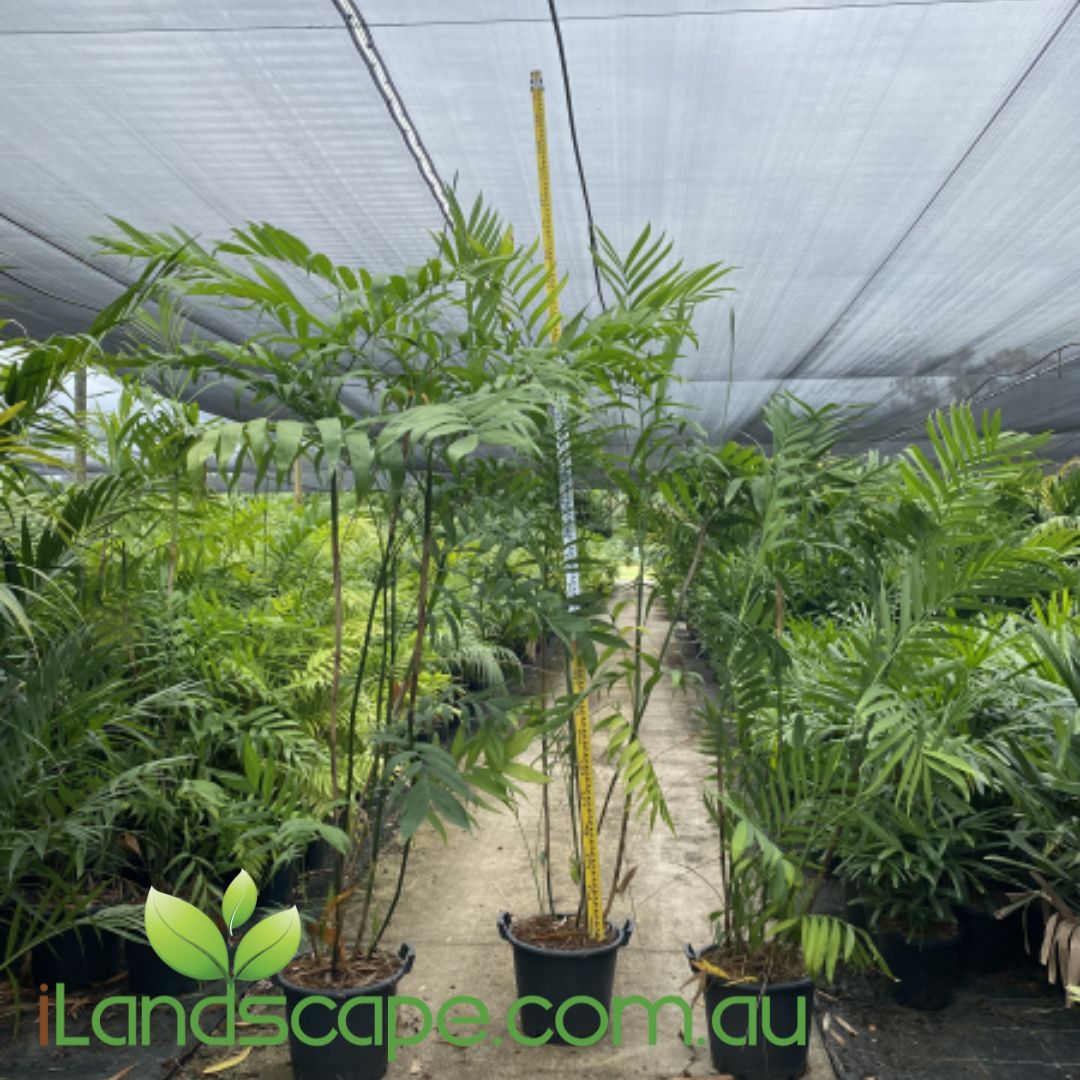 Chamaedorea costaricana (Costa Rican Bamboo Palm) with dense green clumping foliage