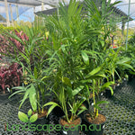 Chamaedorea seifrizii Florida Form