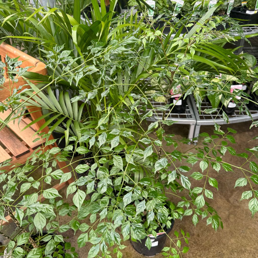 china doll plant indoor or outdoor Radermachera China Doll – Sunshine Coast Nursery & Garden Centre
