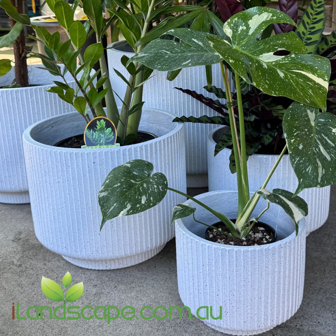 White Chord Footed Cylinder Planter Pots in multiple sizes made from lightweight GFC at Sunshine Coast Nursery