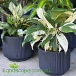 Potted plants with variegated leaves in black pots on a concrete surface, iLandscape.com.au branding visible.