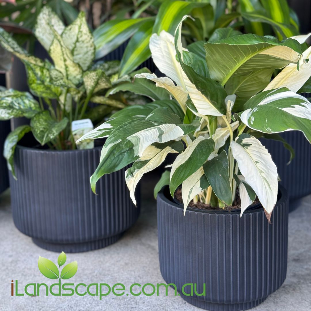Potted plants with variegated leaves in black pots on a concrete surface, iLandscape.com.au branding visible.