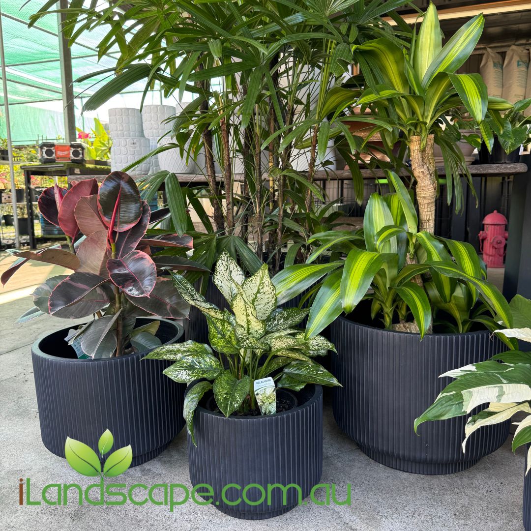 Collection of potted plants in black pots on a concrete surface, with 'iLandscape.com.au' logo.