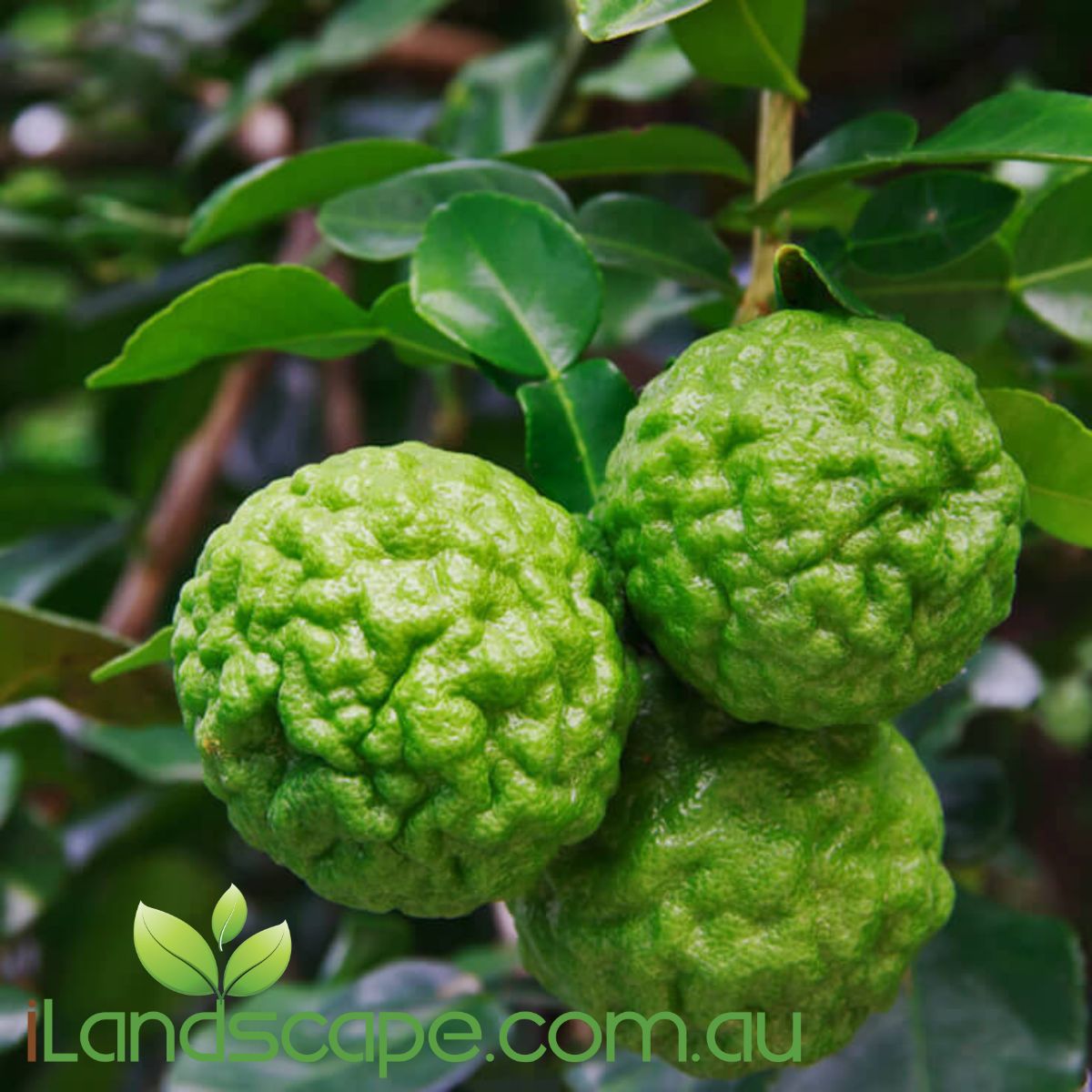 Citrus Kaffir Lime (citrus hystrix) is also know by makrut lime, is commonly used in Asian cuisine   grow to approx 1.5m tall and is best grown in Pots and kept using regular pruning or picking of its leaves   Feed seasonally using citrus food  Prune regular to keep it tight and to increase your fruit yield. Feed seasonally using a Citrus food and possibly more when in flower and fruiting 