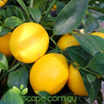 Citrus meyer dwarf lemonisious is compact grower Dwarf Meyer Lemon, this makes this lemon variety an ideal patio pot plant and a bonus is it will bear massive amounts of juicy fruit  Prune regular to keep it tight and to increase your fruit yield. Feed seasonally using a Citrus food and possibly more when in flower and fruiting 